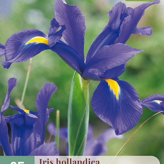 X 25 IRIS HOLLANDICA BLAUW NJ 7/8