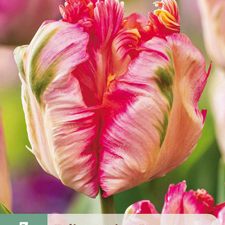 X   7 TULIPA APRICOT PARROT 11/12
