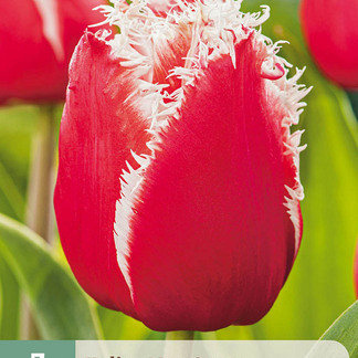 X   7 TULIPA NEW SANTA 11/12