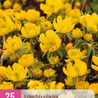 X 25 ERANTHIS CILICICA 4/5