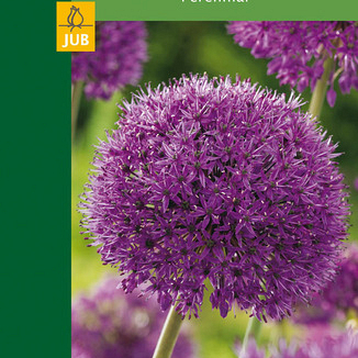 X   2 ALLIUM PURPLE SENSATION 10/12