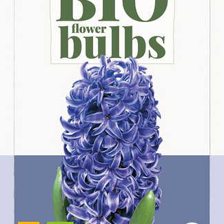 X   3 HYACINTHUS BLUE PEARL - BIO 14/+