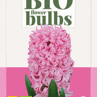 X   3 HYACINTHUS PINK PEARL - BIO 14/+