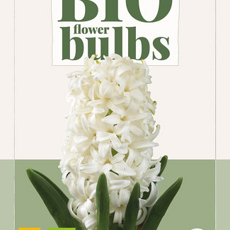 X   3 HYACINTHUS WHITE PEARL - BIO 14/+