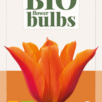 X   7 TULIPA BALLERINA - BIO 11/+