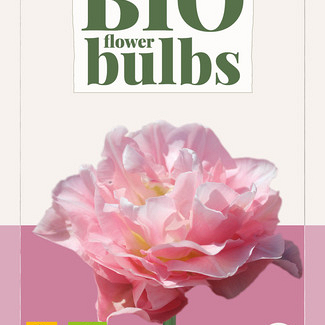 X   5 TULIPA DREAMER - BIO 11/+