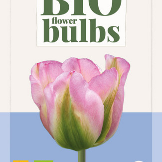 X   7 TULIPA GROENLAND - BIO 11/+