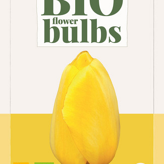 X   7 TULIPA NOVI SUN - BIO 11/+