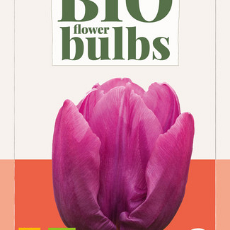 X   7 TULIPA PURPLE PRINCE - BIO 11/+