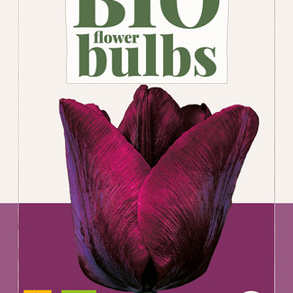 X   7 TULIPA RONALDO - BIO 11/+
