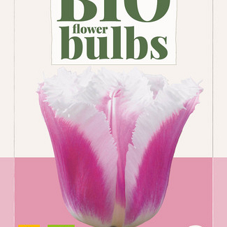 X   7 TULIPA SIESTA - BIO 11/+