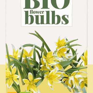 X 10 TULIPA TARDA DASYSTEMON - BIO 6/+