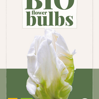 X   5 TULIPA WHITE REBEL - BIO 11/+