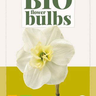 X   5 NARCISSUS PAPILLON BLANC - BIO 10/12