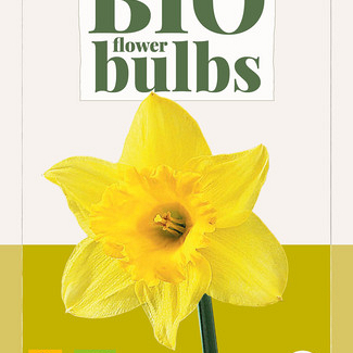 X   5 NARCISSUS RIJNVELDS EARLY SENSATION - BIO 10/12