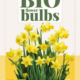 X   5 NARCISSUS TETE-A-TETE - BIO 10/12