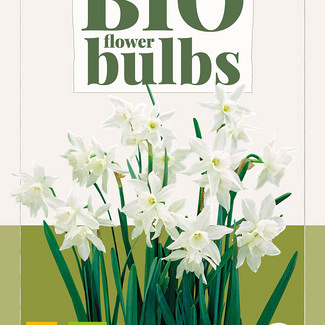 X   5 NARCISSUS TRIANDRUS THALIA - BIO 10/12