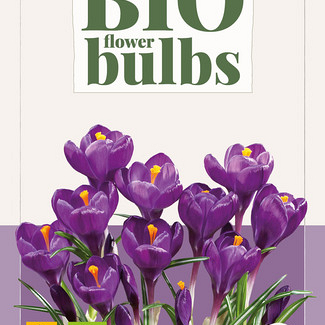 X 10 CROCUS FLOWER RECORD - BIO 7/+