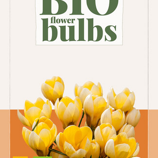 X 15 CROCUS SP. ROMANCE - BIO 5/+