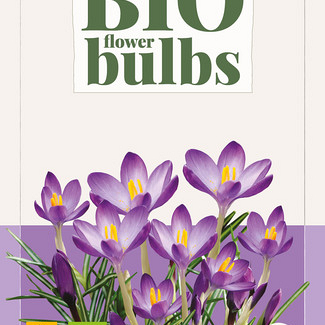 X 15 CROCUS TOMMASINIANUS RUBY GIANT - BIO 5/+