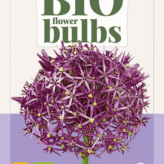 X   5 ALLIUM CHRISTOPHII - BIO 10/12