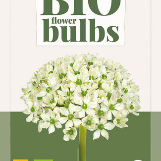 X   5 ALLIUM NIGRUM - BIO 8/+