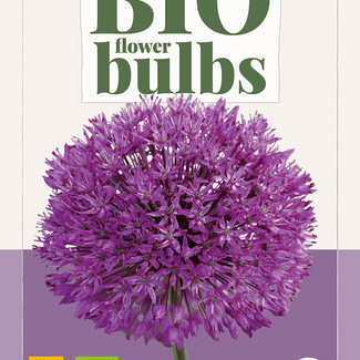X   5 ALLIUM PURPLE SENSATION - BIO 10/12