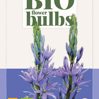 X   2 CAMASSIA LEICHTLINII CAERULEA - BIO 14/+