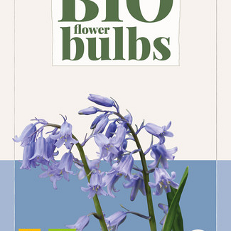 X   7 HYACINTHOIDES HISPANICA BLAUW - BIO 7/+