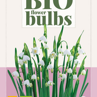 X   3 LEUCOJUM GRAVETYE GIANT - BIO 12/14