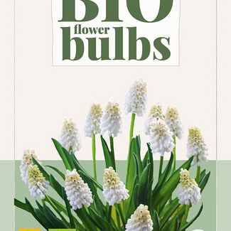 X 10 MUSCARI WHITE MAGIC - BIO 6/7