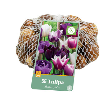 X   35 TULIPA BLUEBERRY MIX 11/12