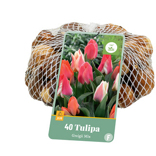 X   40 TULIPA GREIGII MIX 11/12