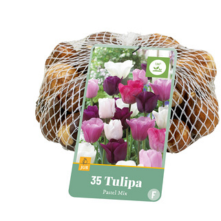 X   35 TULIPA PASTEL MIX 11/12