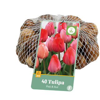 X   40 TULIPA ROZE & ROOD 11/12
