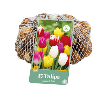 X   35 TULIPA TRIUMPH MIX 11/12