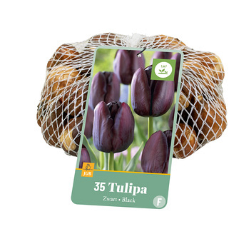 X   35 TULIPA ZWART 10/11