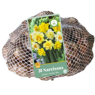 X   30 NARCISSUS DUBBEL MIX 10/12