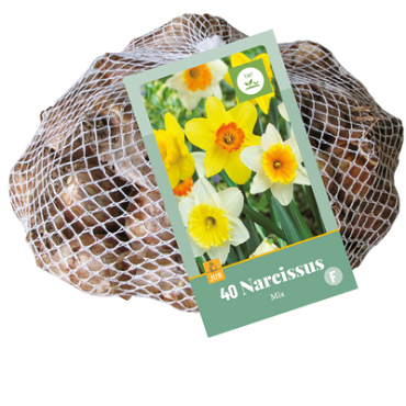X   40 NARCISSUS GROOTKRONIG MIX 10/12