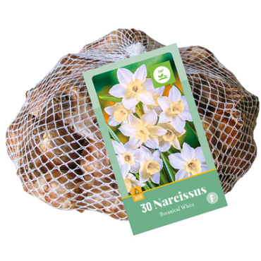 X   30 NARCISSUS BOTANISCH WIT 10/12
