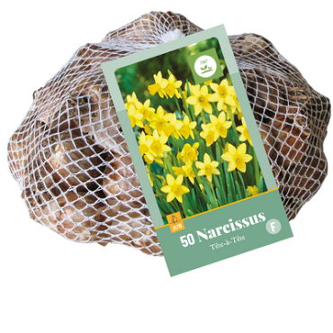 X   50 NARCISSUS  TETE-A-TETE 10/11