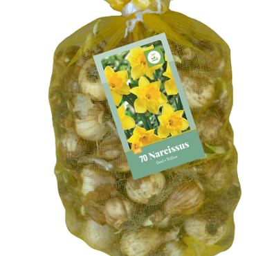 X   70 NARCISSUS GEEL 10/12