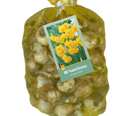 X   80 NARCISSUS BOTANISCH GEEL 10/12