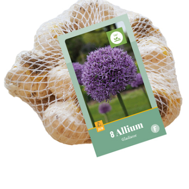X    8 ALLIUM GLADIATOR 16/18
