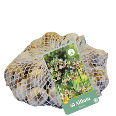 X   40 ALLIUM SICULUM 10/12
