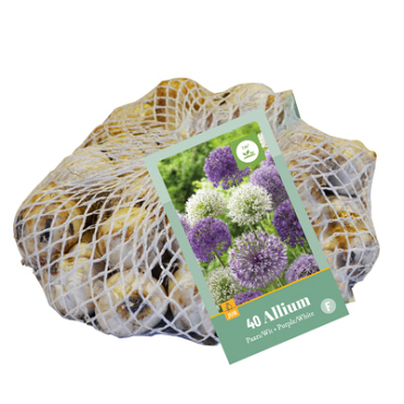 X   40 ALLIUM PAARS - WIT 10/12