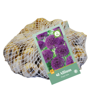 X   40 ALLIUM PURPLE RAIN 10/12