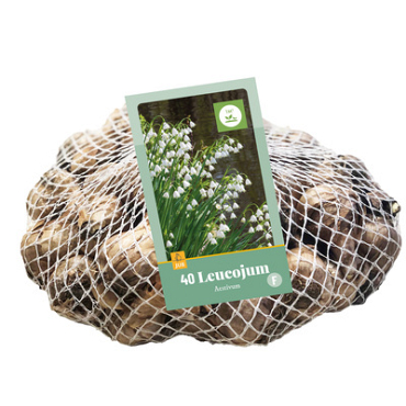 X   40 LEUCOJUM AESTIVUM 8/9