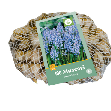 X 100 MUSCARI ARMENIACUM 7/8