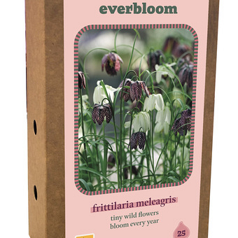 X 1 DOOS 25 EVERBLOOM FRITILLARIA MELEAGRIS 6/7